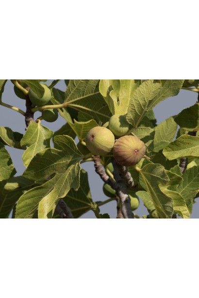 Інжир самоплідний Далматський